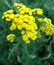 Tanacetum vulgare, Rainfarn, Wurmkraut Tanacetum vulgare, Rainfarn, Wurmkraut, Färbepflanze, Färberpflanze, Pflanzenfarben, färben, Klostergarten Seligenstadt